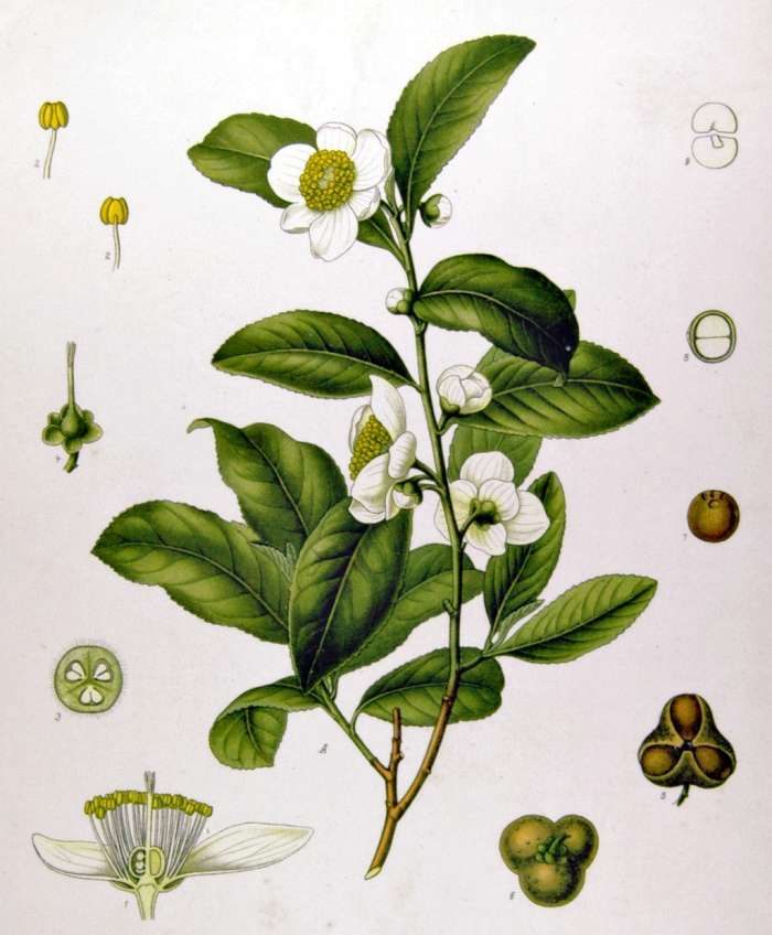 Čajovník čínský čili Camellia sinensis
